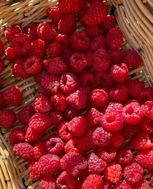 Raspberry
